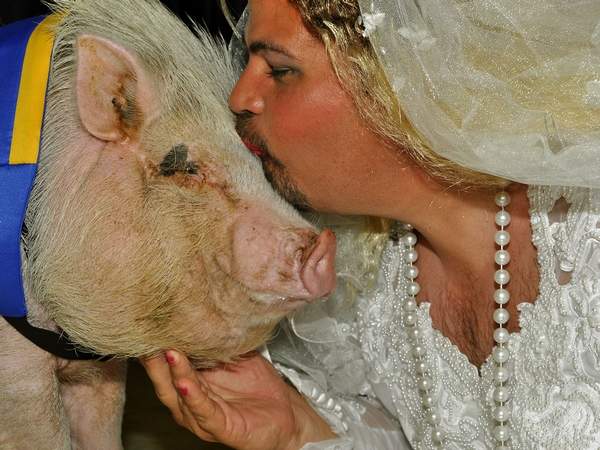 wedding dress man kissing pig Who doesn 39t want their first kiss to be a pig